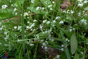 Galium saxatile bewerkt